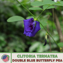 FG 10 Double Blue Butterfly Pea Seeds, Clitoria ternatea, Blue Queen, Genuine US - £9.08 GBP