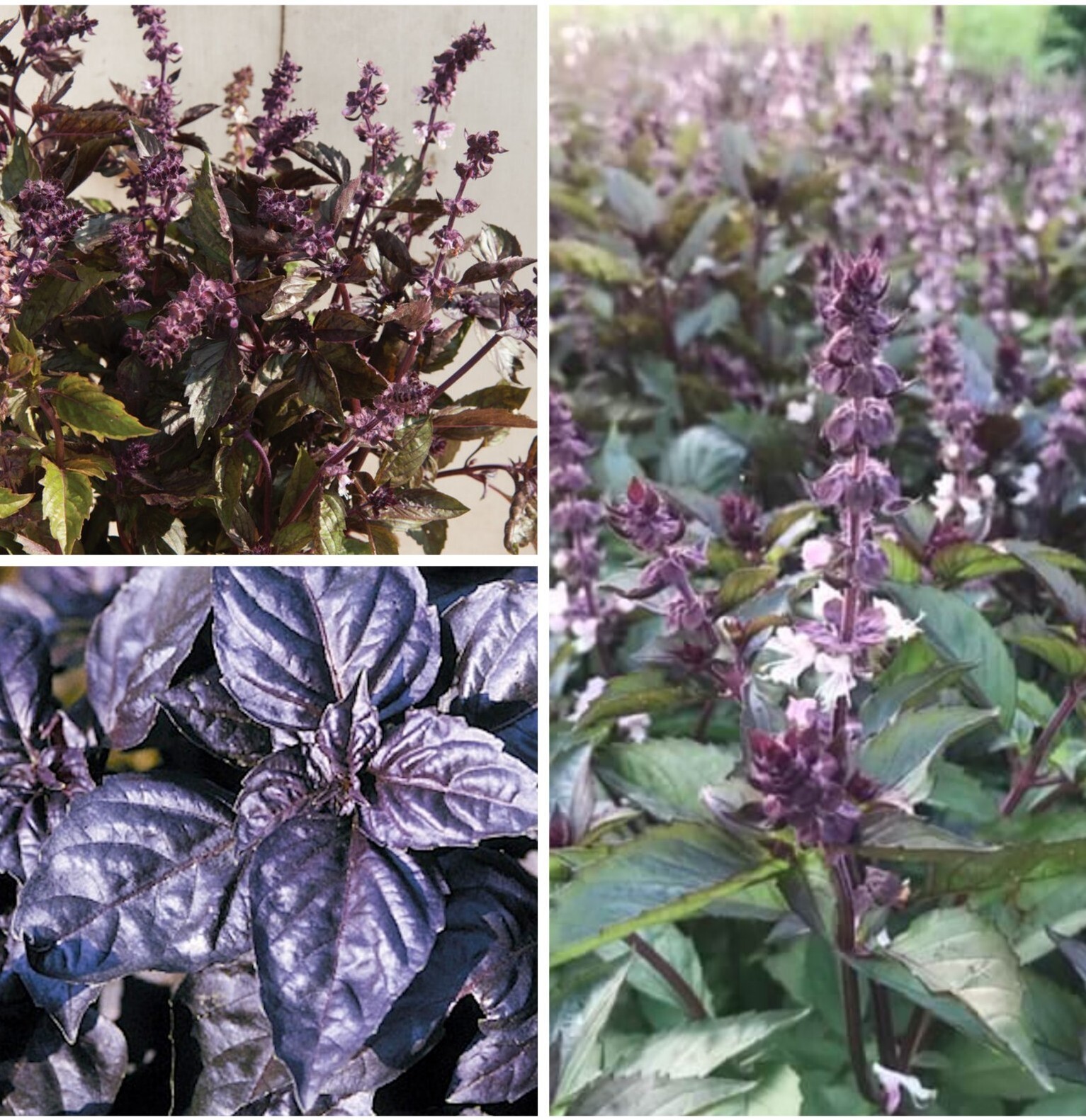 Basil Variety Amethyst Dark Opal Aromatto 50 seeds for each variety x3 N... - $23.16