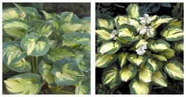1 Live Potted Plant Hosta Great Expectations Large Thick 2.5&quot; Pot - £34.53 GBP