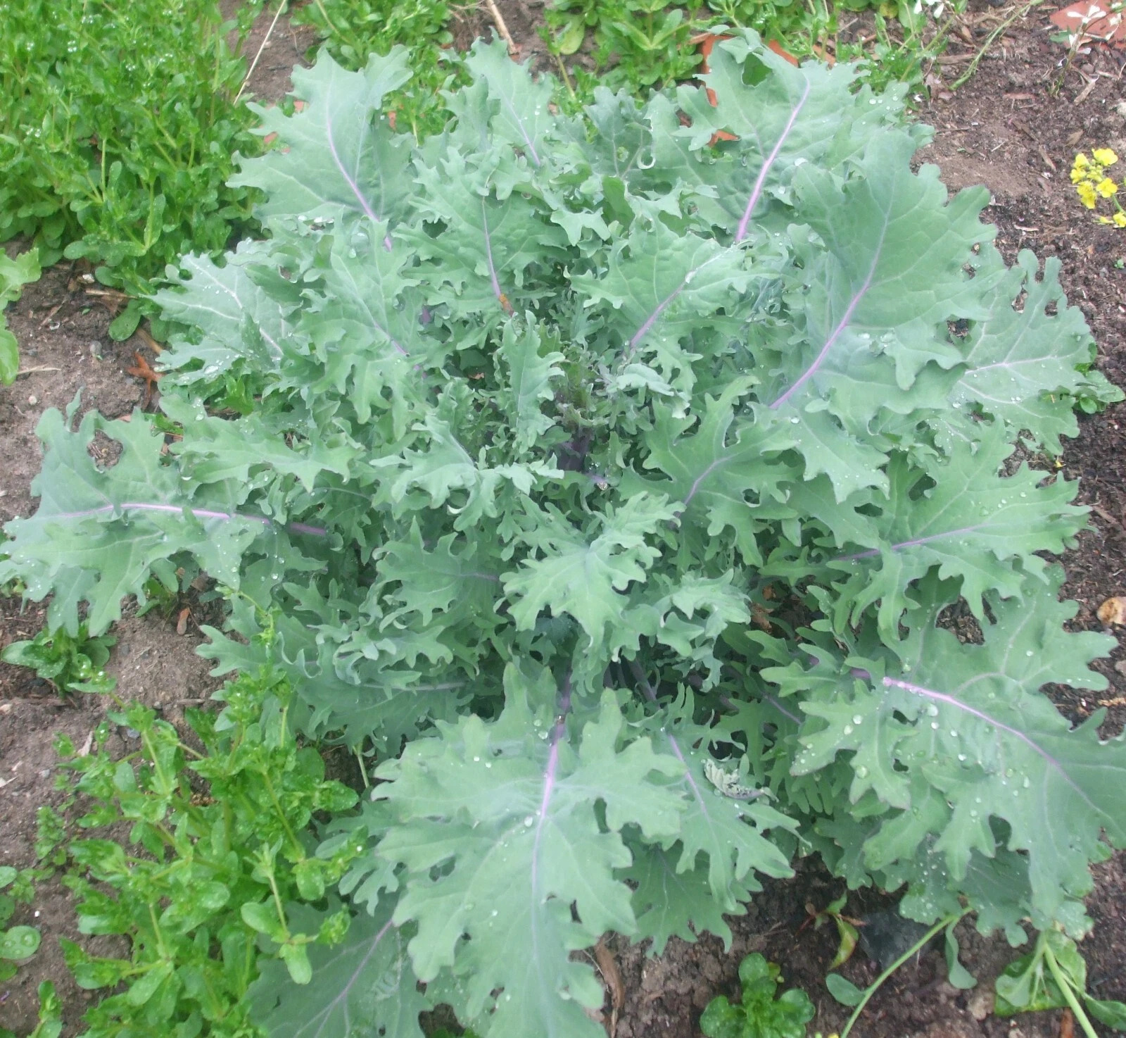 200 seeds Russian Red Kale - organic crop of 2024 - winterhardy zone 3-11 - €1,55 EUR