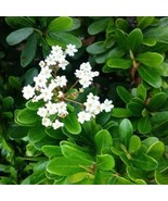 10 Viburnum Obovatum Walter&#39;s Viburnum Evergreen Shrub Seeds For Planting   - $19.50