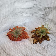 Live Air Plants in Glass Leaf Holders, set of 2 Airplant Pots, Fall Plant image 3