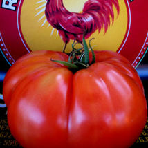 Ship From Us 50 Seeds - Brandywine Tomato - NON-GMO, Heirloom, Vegetable, TM11 - £18.24 GBP