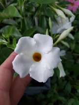 WHITE MANDEVILLA ~ Starter well rooted ~ Vine Live Plant 5 To 7 inches t... - $26.99