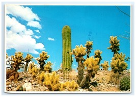 Cholia Saguaro Barrel Cacti Plants Postcard - $7.00