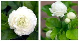 4&quot; Pot Little or Baby Duke of Tuscany Jasmine Arabian Jasminum Sambac Plant - £54.90 GBP