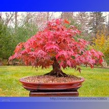 Japanese Red Maple Bonsai 20 Seeds Gardening - £4.64 GBP