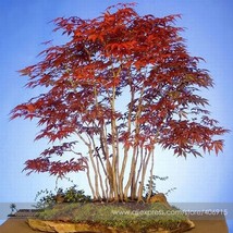 Heirloom Chinese Xiangshan Red Maple Tree Bonsai Seeds, Professional Pac... - $3.19