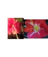 SR 15 Amaryllis seed Pink Ice X Silver Dream dried refrigerated Hippeastrum - $25.90