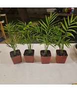 Parlor Palm Bundle  4 Plants 2 In Pot | Chamaedorea elegans | Neanthe Bella Palm - $29.69