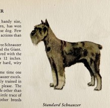 Standard Schnauzer 1939 Dog Breed Art Ole Larsen Color Plate Print PCBG17 - £23.50 GBP