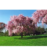 Live Japanese Pink Weeping Cherry Tree Strong Rooted Plants - £16.40 GBP+