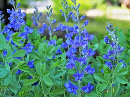 Blue False Indigo 100 Seeds Baptisia Australis Super Hardy Zone 3-10 Fre... - £6.64 GBP