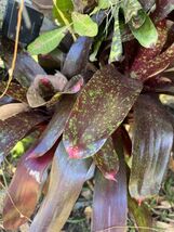 Exotic LANDSCAPE Pup Bromeliad purple green colorful -unbranded- - $26.61 CAD