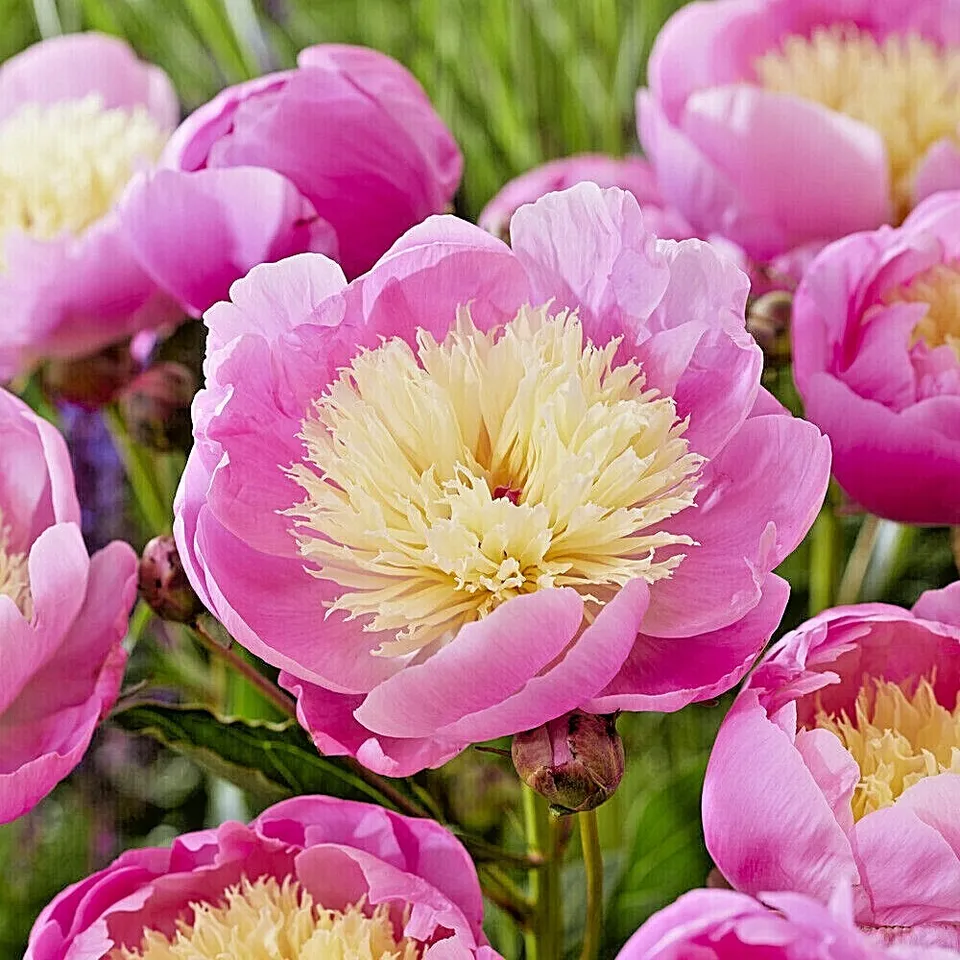 Bowl of Beauty Peony Flower Bulbs Spring Planting - £29.95 GBP