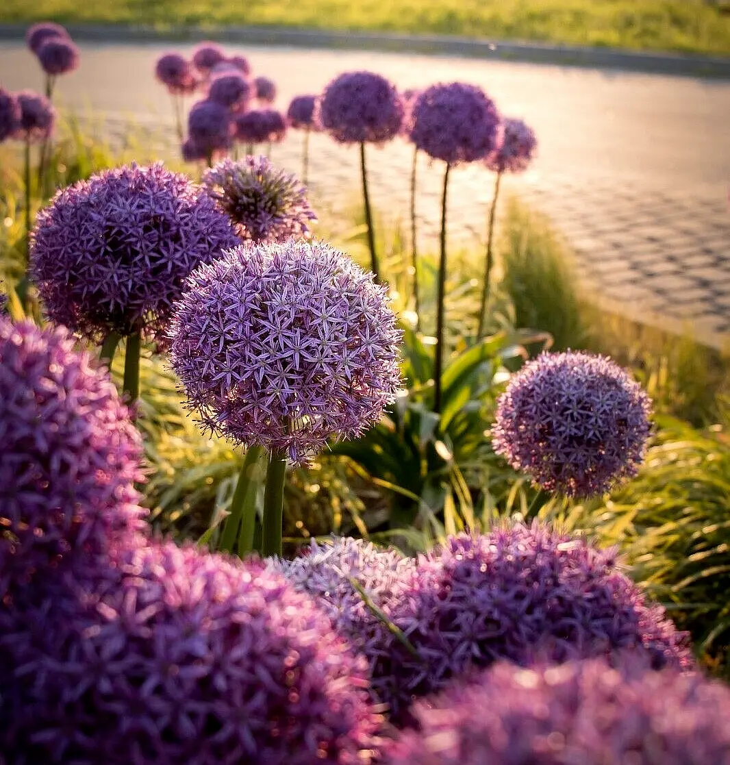 100 SEEDS ALLIUM GIGANTUM LARGE PURPLE 5&quot;-6&quot; FLOWERS, ORNAMENTAL ONION - $3.79