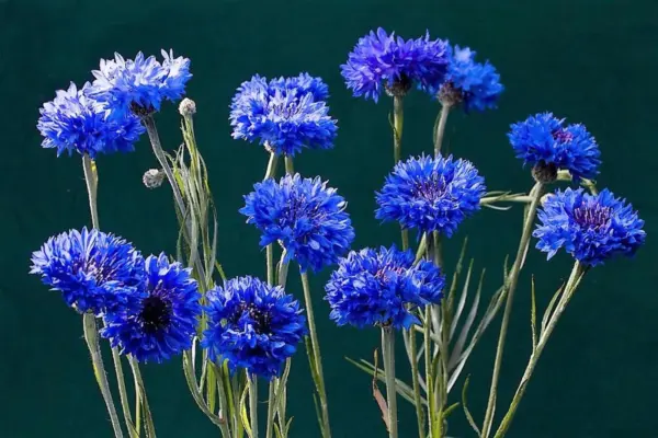 Top Seller 1000 Dwarf Blue Bachelors Button Cornflower Centaurea Cyanus ... - £11.44 GBP
