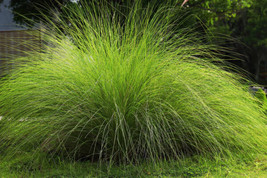 USA Weeping Love Grass Ornamental African Lovegrass Eragrostis Curvala 200 Seeds - £8.64 GBP