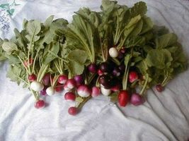 Shipped From Us 1000 Easter Egg Radish Mix Vegetable Seeds, LC03 - £15.23 GBP