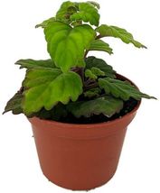 2.5&quot; Pot Plectranthus Ernstii Zen Buddha Swedish Ivy Plant Houseplant or Bonsai - $41.99