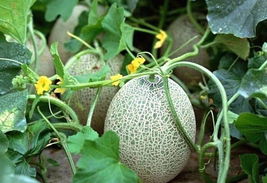 200 Pcs Hales Best Jumbo Melon Seeds Heirloom Cantaloupe Muskmelon Seed - £10.62 GBP