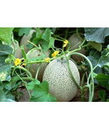 200 Pcs Hales Best Jumbo Melon Seeds Heirloom Cantaloupe Muskmelon Seed - £11.78 GBP