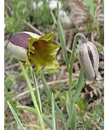 KKG Fritillaria Acmopetala Pointed Petal Fritillary 5 Seeds Fresh Garden - $8.89