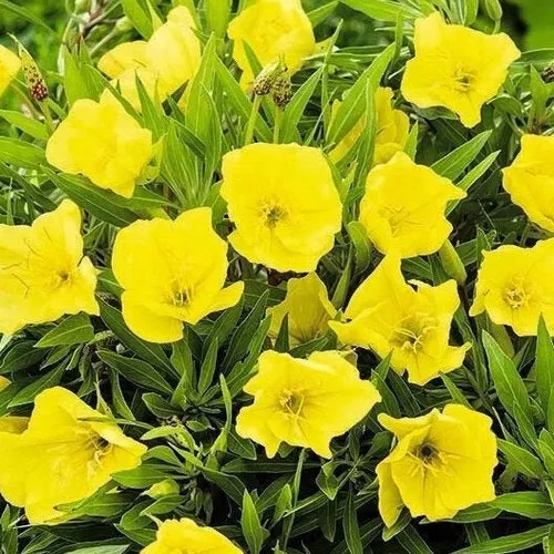 30 seeds Missouri Yellow Primrose  - £3.83 GBP