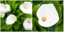 Zantedeschia Aethiopica Calla Lily White (1) 12&quot; Live Rooted Plant w/ 2&quot; Bulb - £36.64 GBP