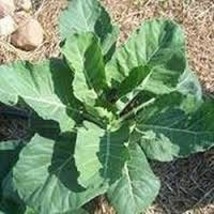 Collard Green Seed, Champion, Heirloom, Non GMO, 25 Seeds, Greens - $1.59