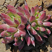 US Seller 20Pcs Dudleya Acuminata Succulents Garden Plants Seeds Fast Shipping - £13.20 GBP