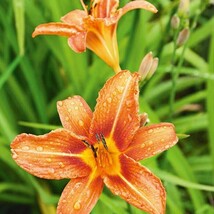 3 Orange Day Lilly Plants Root System Only Twany Ditch Lilly Bare Root W... - $16.58