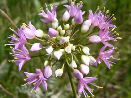 Prairie Onion Seeds Nongmo Heirloom Mustard Bulk SeedFrom US - $8.35