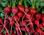 Radish Seeds 200 Early Scarlet Globe Survival Garden Vegetables Fast Shi... - $8.99