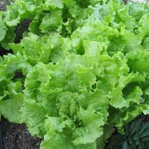 Black ed Simpson Loose Leaf Lettuce 500 Bulk Heirloom Crisp Bulk Seeds - $168.00 MXN