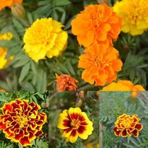 French Marigold Mix Flower 115+Seeds - $9.78