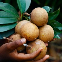 Grafted Sapodilla (Manilkara zapota) Live Fruit Tree 12”-24” - £107.11 GBP