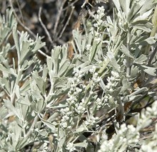 Artemisia Tridentata Shrub Seeds Fresh USA Fast Shipping - £12.28 GBP