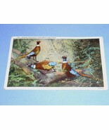 1951 George Washington One Cent Stamp Postcard Vintage Chinese Pheasants  - $34.99