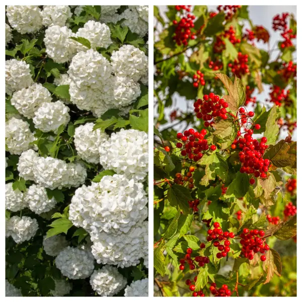 Top Seller 30 European Cranberry Snowball Tree Guelder Rose Viburnum Opu... - $14.60