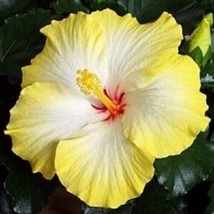 20 Yellow White Hibiscus Seeds Flowers Perennial Flower Seed Bloom 4 Us Seller - £4.52 GBP