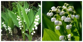 5 roots May Lily, Lily of the Valley May Bells (Convallaria majalis) - £28.77 GBP