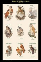 Birds of Prey - Owls - Vertical Classroom Poster I by John Gould - Art Print - £17.57 GBP+
