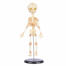 Life Size Realistic Baby Bucky Human Fetal Skeleton Horror Prop Replica On Stand - £54.98 GBP