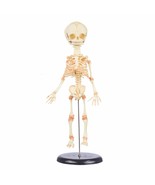Life Size Realistic Baby Bucky HUMAN FETAL SKELETON Horror Prop Replica ... - $1,305.53 MXN