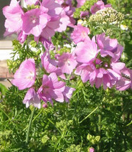 15 Pink Perfection Seeds-1198 - £3.20 GBP