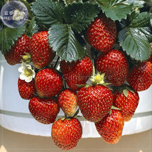 Temptation Strawberry Seeds 100 Seeds Pack Red Fruits White Flowers E4084 Garden - £9.51 GBP