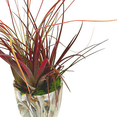 Mini Tillandsia Garden, in a Ceramic Pot, Hand Crafted and Sculpted, Air... - $21.25