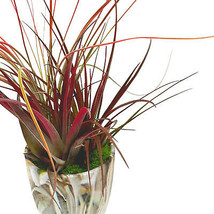 Mini Tillandsia Garden, in a Ceramic Pot, Hand Crafted and Sculpted, Air... - £16.94 GBP
