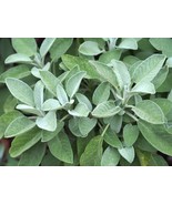 SEED- Sage- the Wise Use this Herb for Seasoning, Flower, Potpourri Easy... - €2,83 EUR+